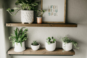 low maintenance house plants sure to make an impression